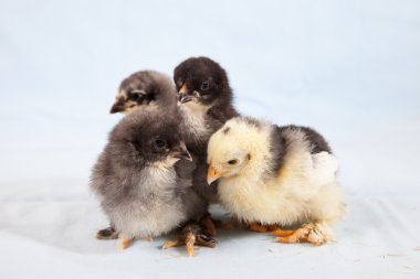 Baby chickens clipart