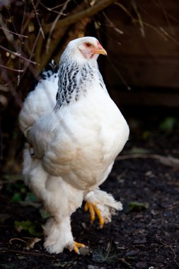 Brahma hen clipart