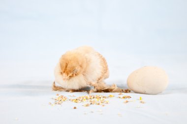 Baby chickens clipart