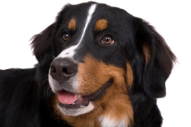 Dog portrait clipart