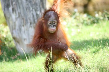 Young orang utan clipart