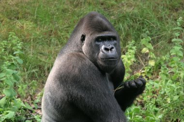 Silverback gorilla clipart