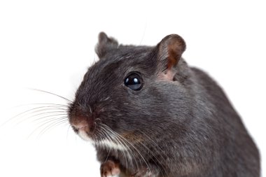 Cute little gerbil clipart