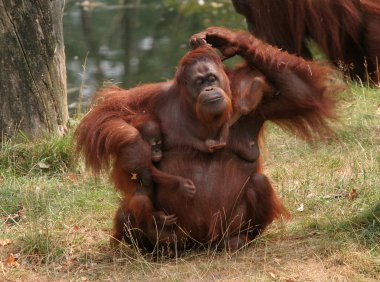 Mother orang utan with two babies clipart