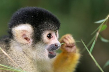 Squirrel monkey eating clipart