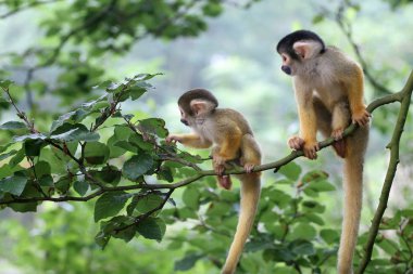 Two baby squirrelmonkey out on adventure clipart