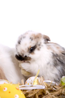 Baby bunny clipart