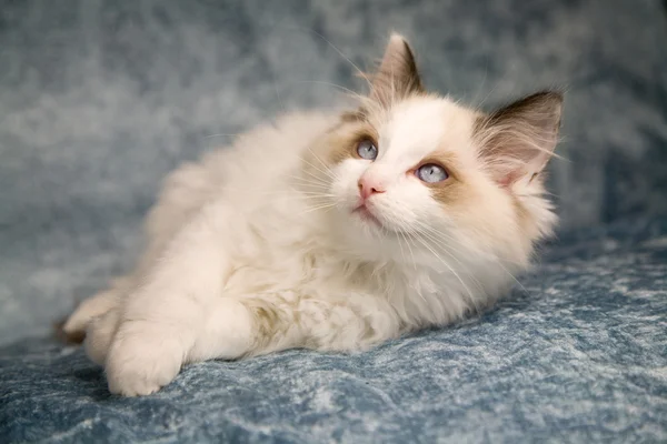 Sevimli kedi yavrusu — Stok fotoğraf