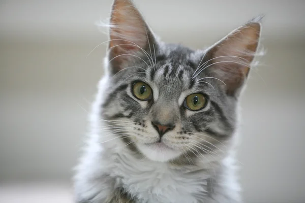 Piękny kociak — Zdjęcie stockowe