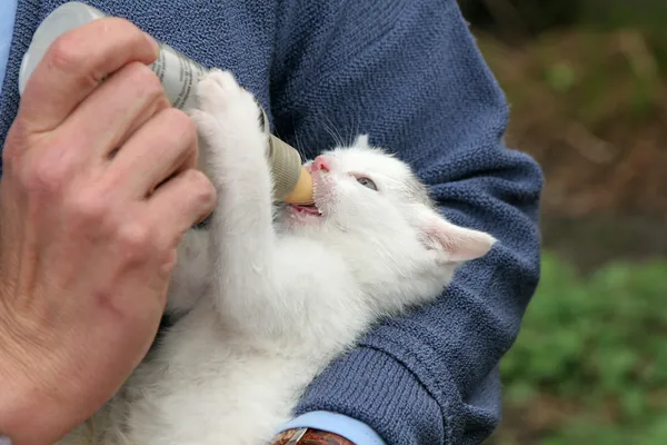 Handfeeding miminko kotě — Stock fotografie