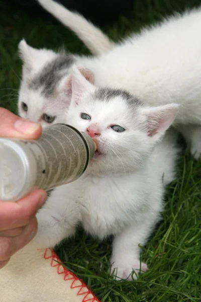 Kleines Kätzchen wird mit Flasche gefüttert — Stockfoto