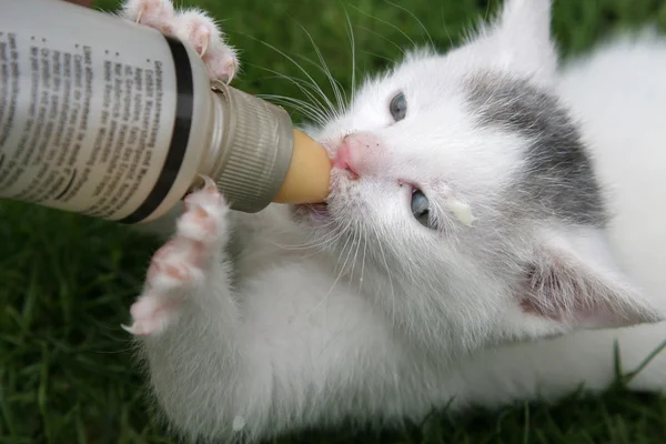 Kätzchen wird mit Flasche gefüttert — Stockfoto