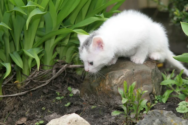 Μικροσκοπικό λευκό γατάκι ψάχνει γύρω από — Φωτογραφία Αρχείου
