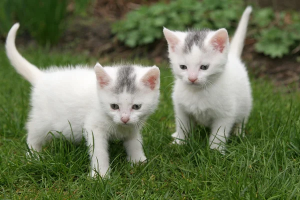 Iki beyaz kedi — Stok fotoğraf