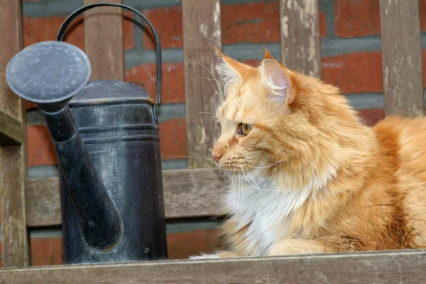야외 정원에서에서 아름 다운 빨간 고양이 — 스톡 사진
