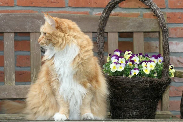 Kedi ve flowerbasket — Stok fotoğraf