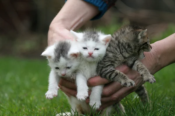 Ręce pełne kotów — Zdjęcie stockowe