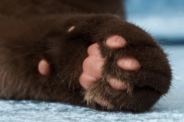 Closeup of a cat foot — Stock Photo, Image