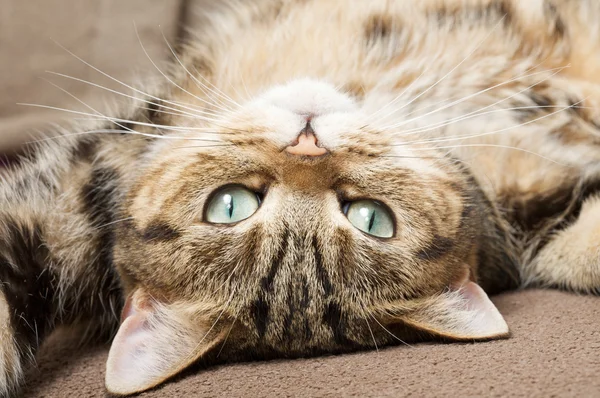 Relaxing cat — Stock Photo, Image