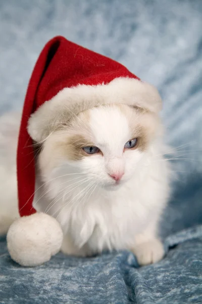 Gatinho bonito com chapéu de Natal — Fotografia de Stock