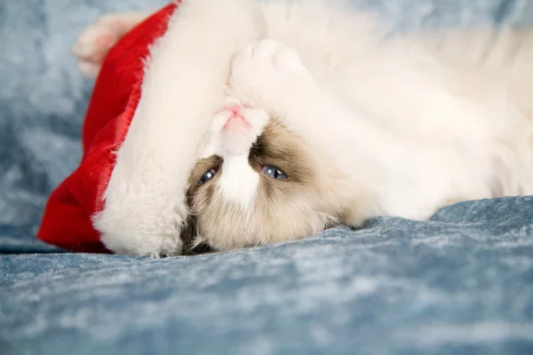 Niedliches Kätzchen mit Weihnachtsmütze — Stockfoto