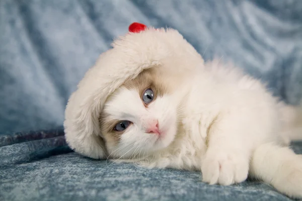 Cute kitten with christmas hat — Stock Photo, Image