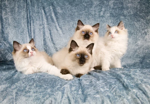 Kat familie — Stockfoto