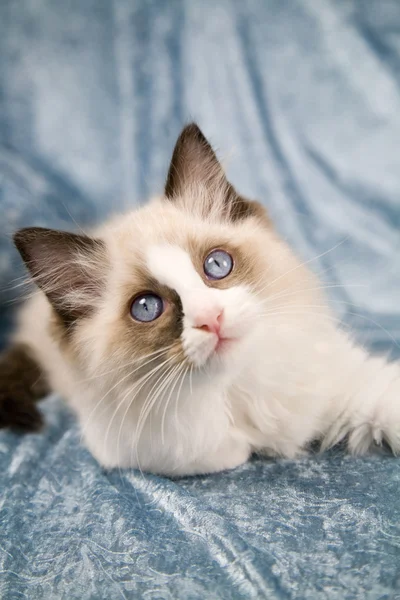 Ragdoll kitten — Stock Photo, Image