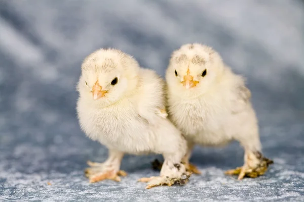 Startat dvärghöns kycklingar — Stockfoto