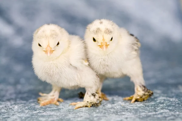 Cute little chickens — Stock Photo, Image