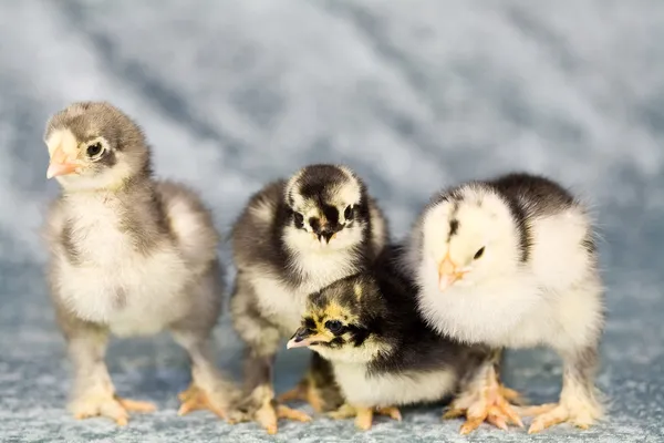 Cute chickens — Stock Photo, Image