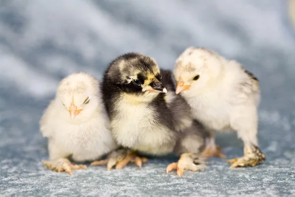 Cute chickens — Stock Photo, Image