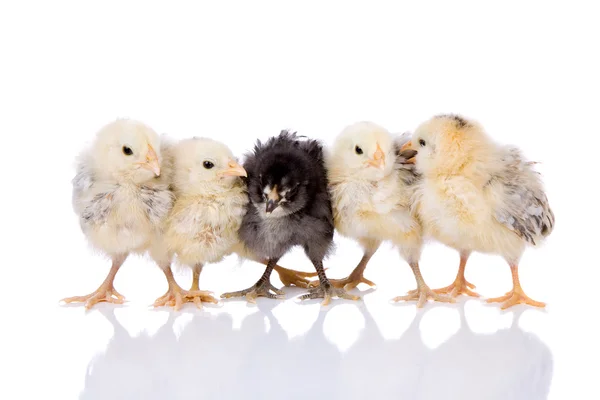 Fem kycklingar i rad — Stockfoto