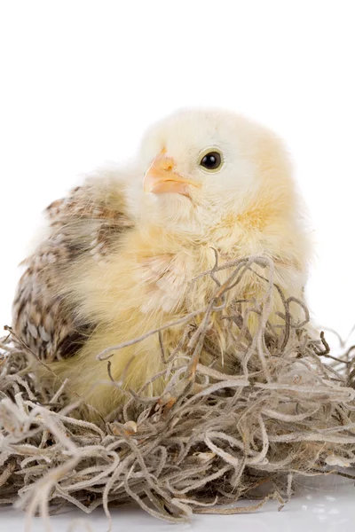 Grumpy little chick — Stock Photo, Image