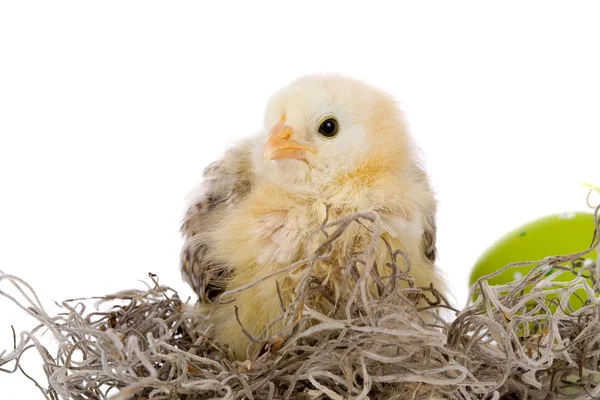 Bedårande kyckling — Stockfoto