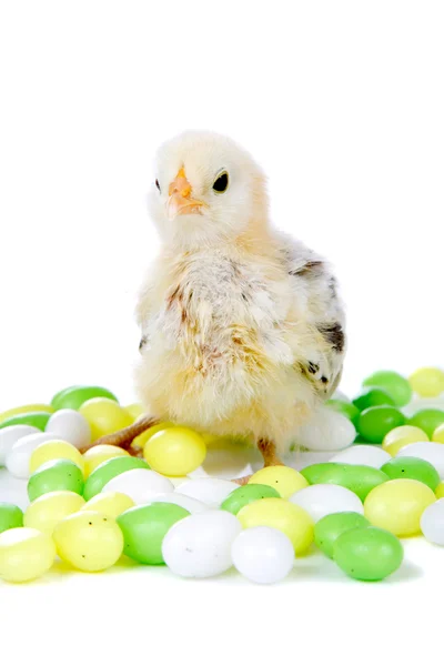 复活节小鸡 — 图库照片