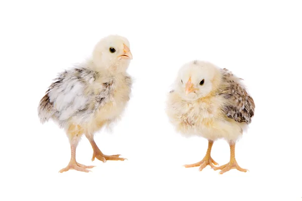 Unga kycklingar — Stockfoto
