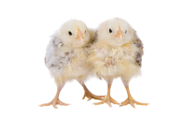 Två söta kycklingar — Stockfoto
