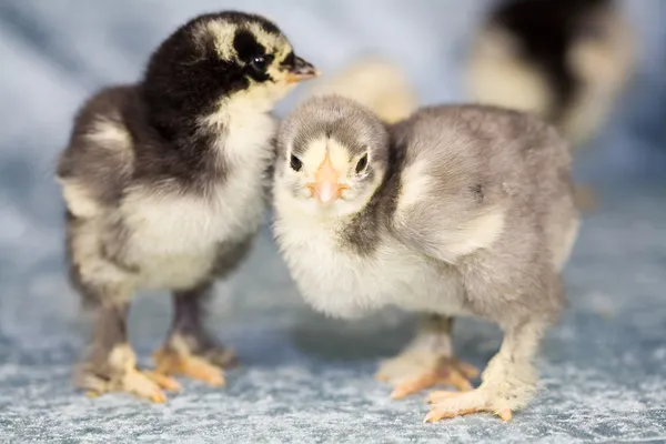 Adorable chickens — Stock Photo, Image