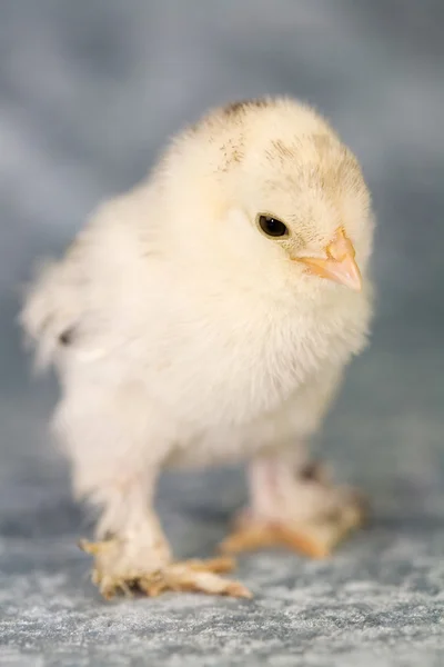 Startat dvärghöns kyckling — Stockfoto