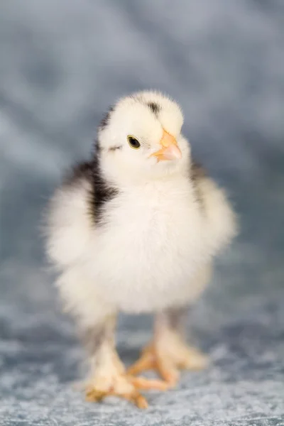 Nyfiken brahma kyckling — Stockfoto