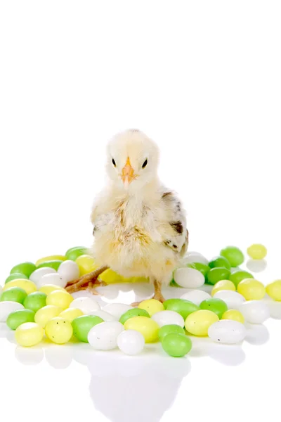 Candy chicken — Stock Photo, Image