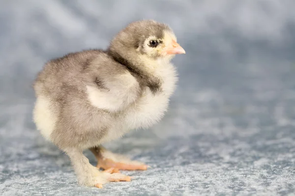 Roztomilý malý kuře — Stock fotografie