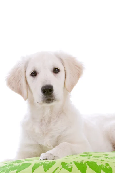 Cão de cachorro jovem curioso — Fotografia de Stock