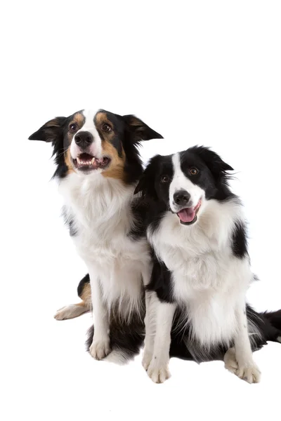 stock image Two dogs