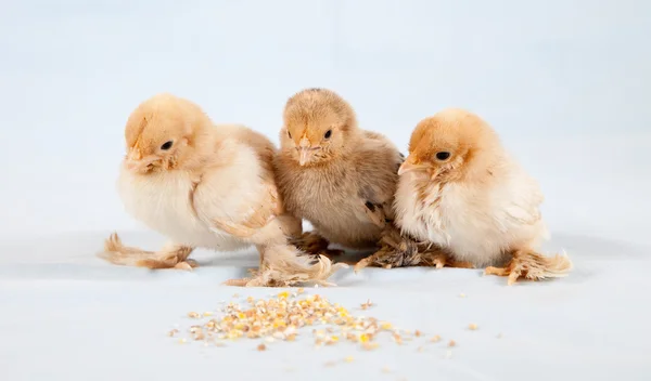 Baby chickens — Stock Photo, Image
