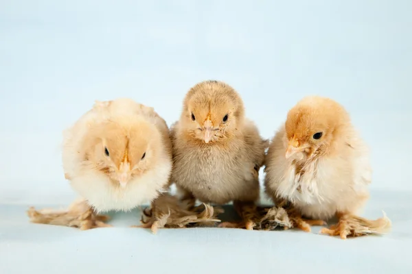 Baby kycklingar — Stockfoto