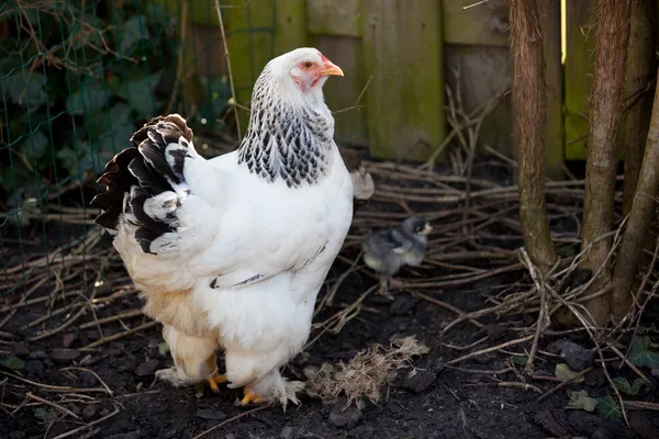 Brahma duży kurczak — Zdjęcie stockowe