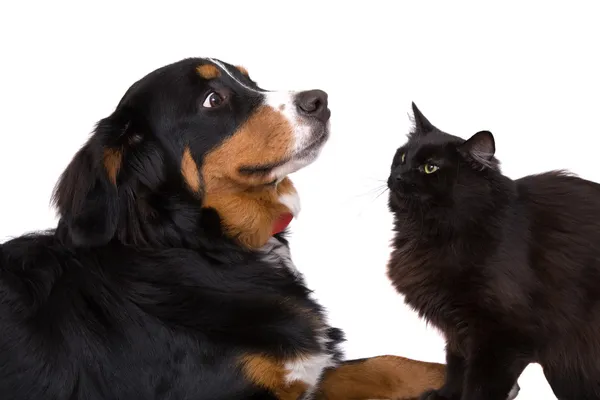 Как кошки и собаки — стоковое фото