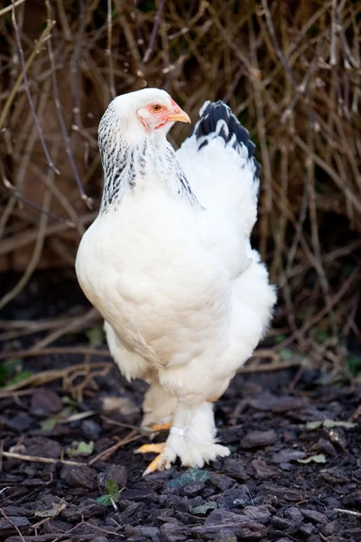 stock image Brahma chicken